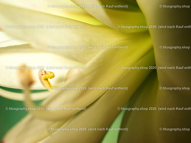 P1218757-titusgraphy-vz | Fotokunstarbeit aus der INSTAGRAM-Gallerie auf titusgraphy.eu - Realisiert mit Pictrs.com