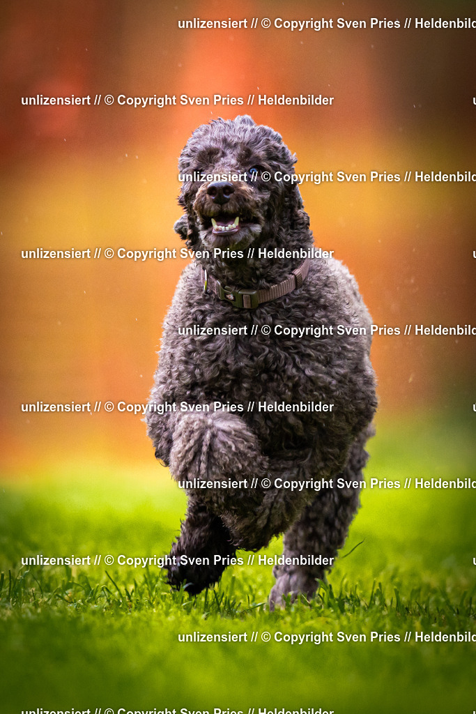 Sven Pries | 2025-09-21 - Hunderennen Baden-Oos - Realisiert mit Pictrs.com