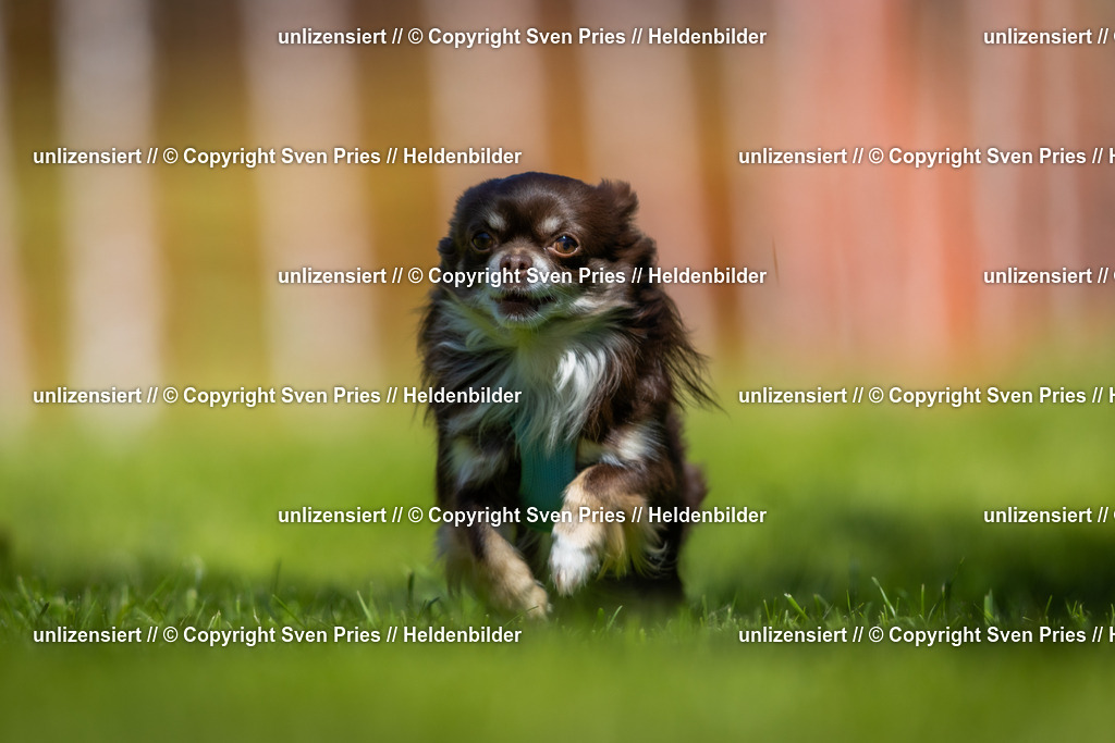 Hunderennen_April_2026_119 | 2026-04-26 - Hunderennen Baden-Oos April 2026 - Realisiert mit Pictrs.com