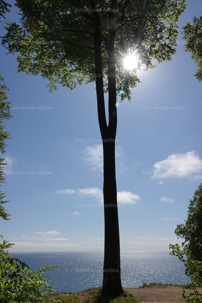 May forest on the coast | May forest on the coast