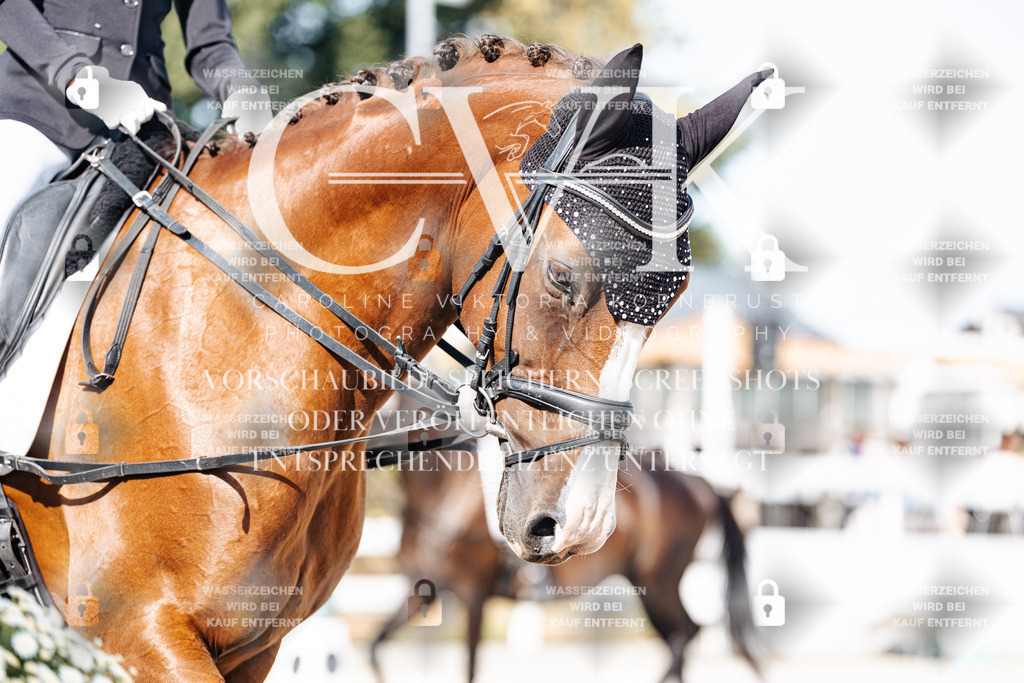 CK905647 | Turnierfotografie Pferdefotografie Trier Rheinland-Pfalz Pferdesport Reitsport Tierfotografie Sportfotografie Pferdevideo Pferdevideografie Equestrianvideography equestrianphotography  - Realisiert mit Pictrs.com