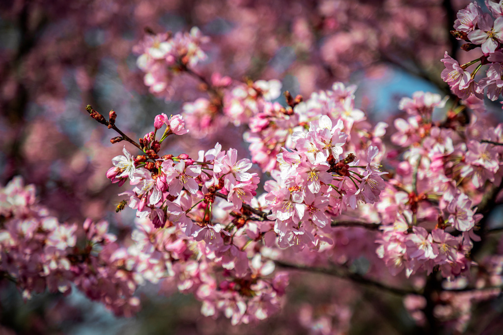 Kirchbaum | fotografie-bernd-pfalzgraf - Realisiert mit Pictrs.com