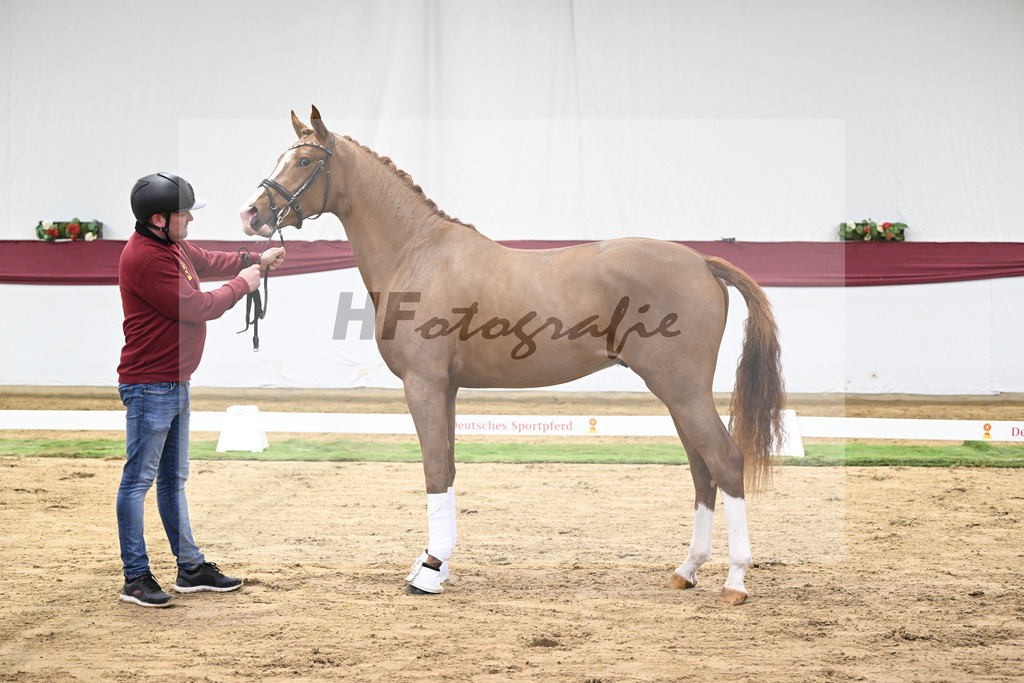 Kat-Nr. 36 San to Alati x Estobar NRW_Stefan Holtwiesche_47251244 | hf-fotografie - Realisiert mit Pictrs.com