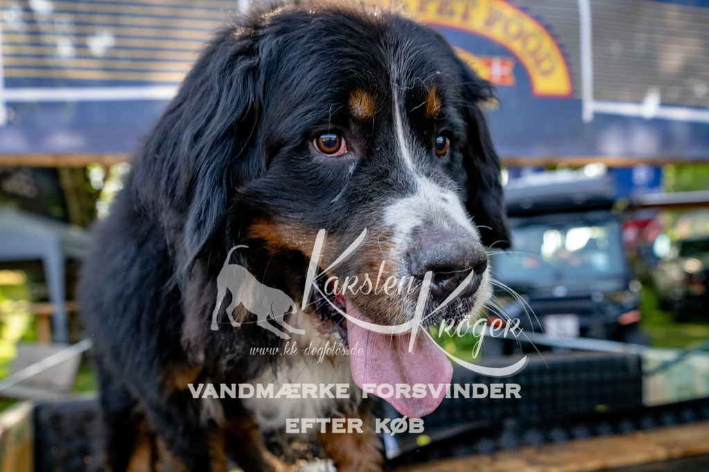 1550_ZZ90232 | kk-dogfotos
