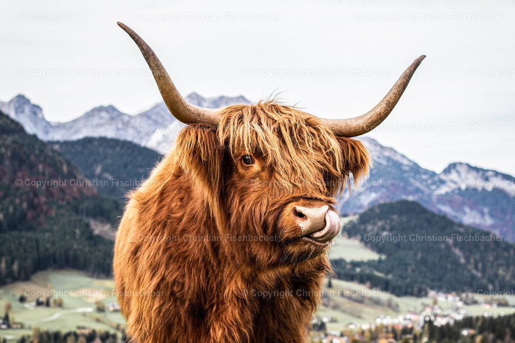 Fotos_Copyright_Chri_Fischbacher_Druck-159 | Bildershop Chri Fischbacher - Realisiert mit Pictrs.com