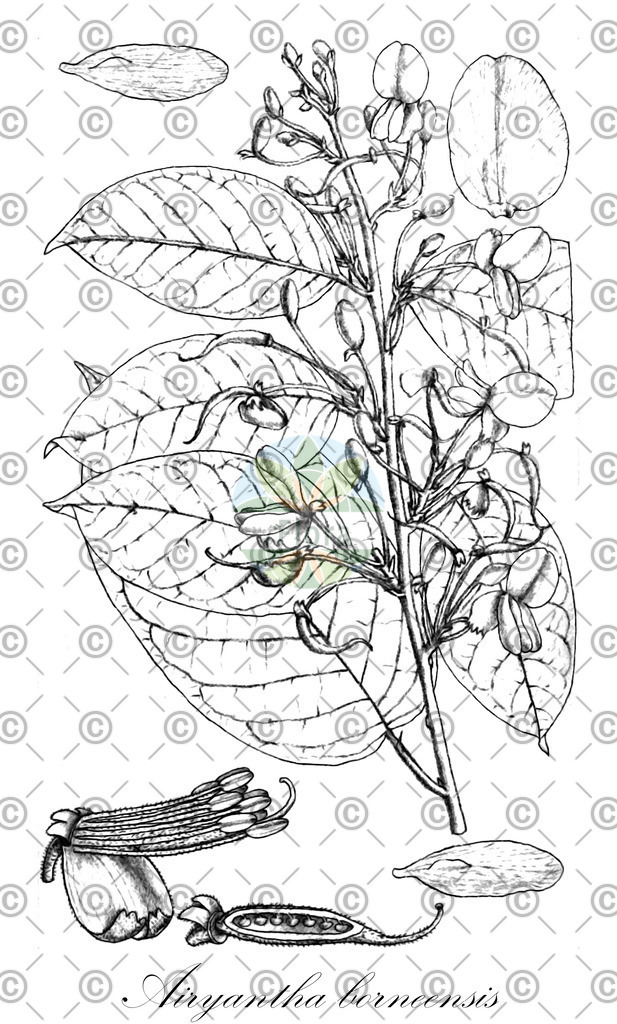 HistAbb_wfo-0000207289_1_ENZY_Simple | Historische Abbildung von Airyantha borneensis - Fabaceae | Historical Illustration of Airyantha borneensis - Fabaceae