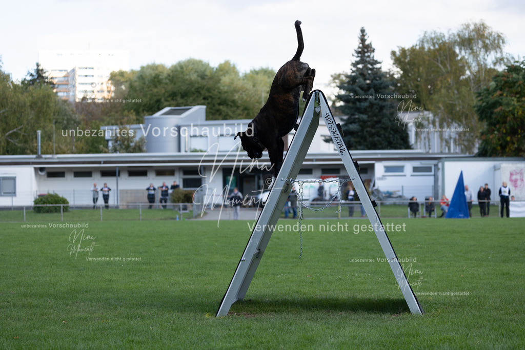 _16A5707 | Einzigartige Fotos von Hunden & Menschen –Actionfotos, Portraits, Vereinsaufnahmen & Paarshootings – authentisch, lebendig & mit Herz.