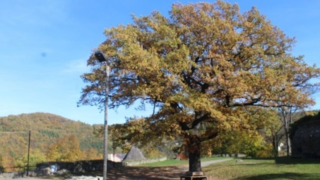 eiche-auf-der-burgruine-elsterberg | Verkauf von Fotos und  Videoclips zumThema Natur.Motive sind Pflanzen, Tiere, Landschaftenund Wetter - Realisiert mit Pictrs.com