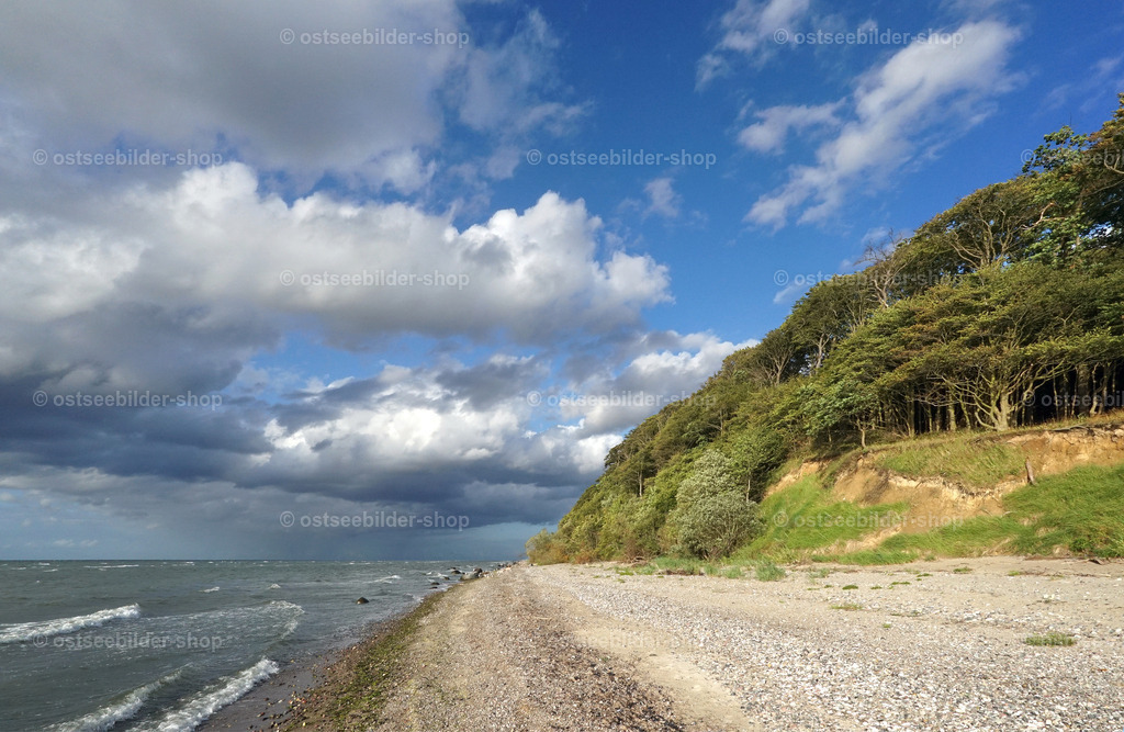 Steilküste mit Urwald | Das Brooker Holz erstreckt sich bis zur Steilküste an der Lübecker Bucht.
