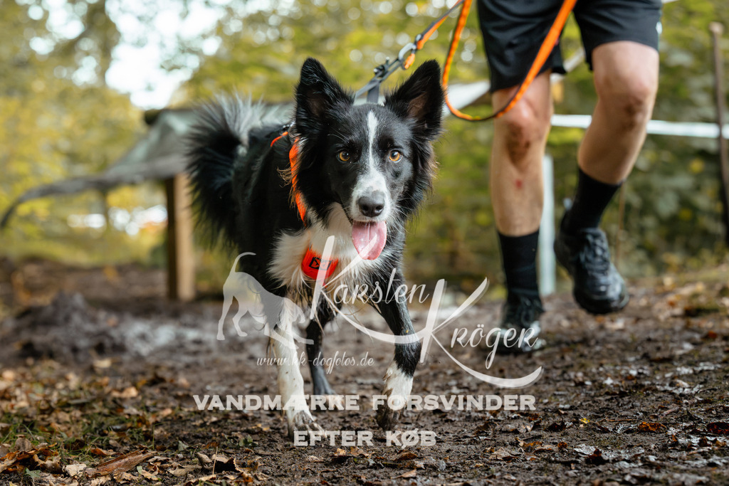 1426DZ6_2060Z6 | kk-dogfotos
