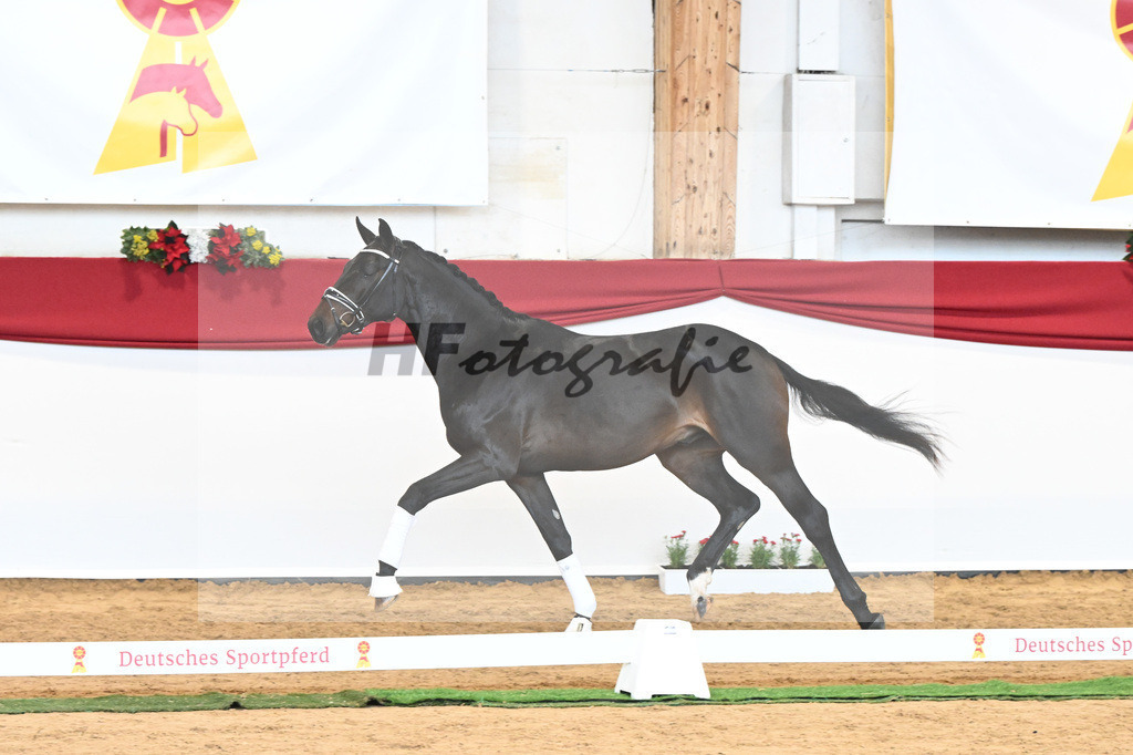 Kat-Nr. 44 Quaterback x Desperados_Ullmann_43230474 | hf-fotografie - Realisiert mit Pictrs.com