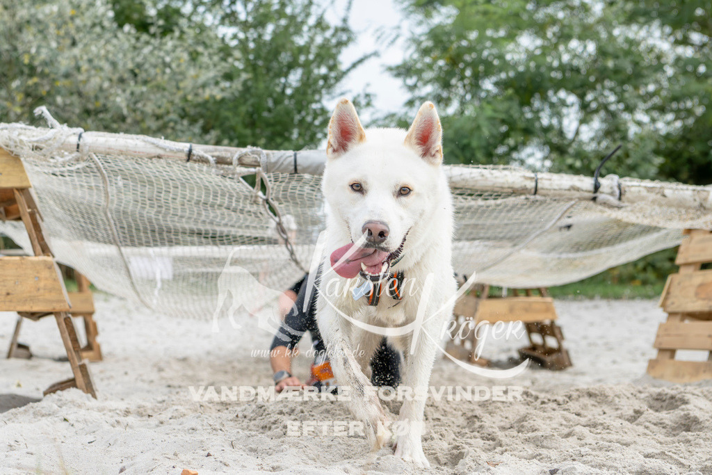 1527_ZZ95206 | kk-dogfotos