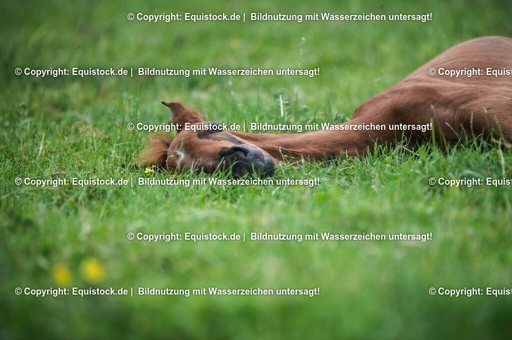 20210617_Fohlen_0313 | Foto: Thomas Hartig