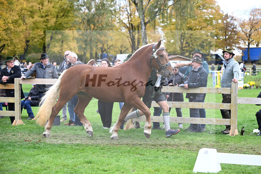 Kat-Nr. 71 Josefine v. Sir_Kramer_41251549 | hf-fotografie - Realizzato con Pictrs.com
