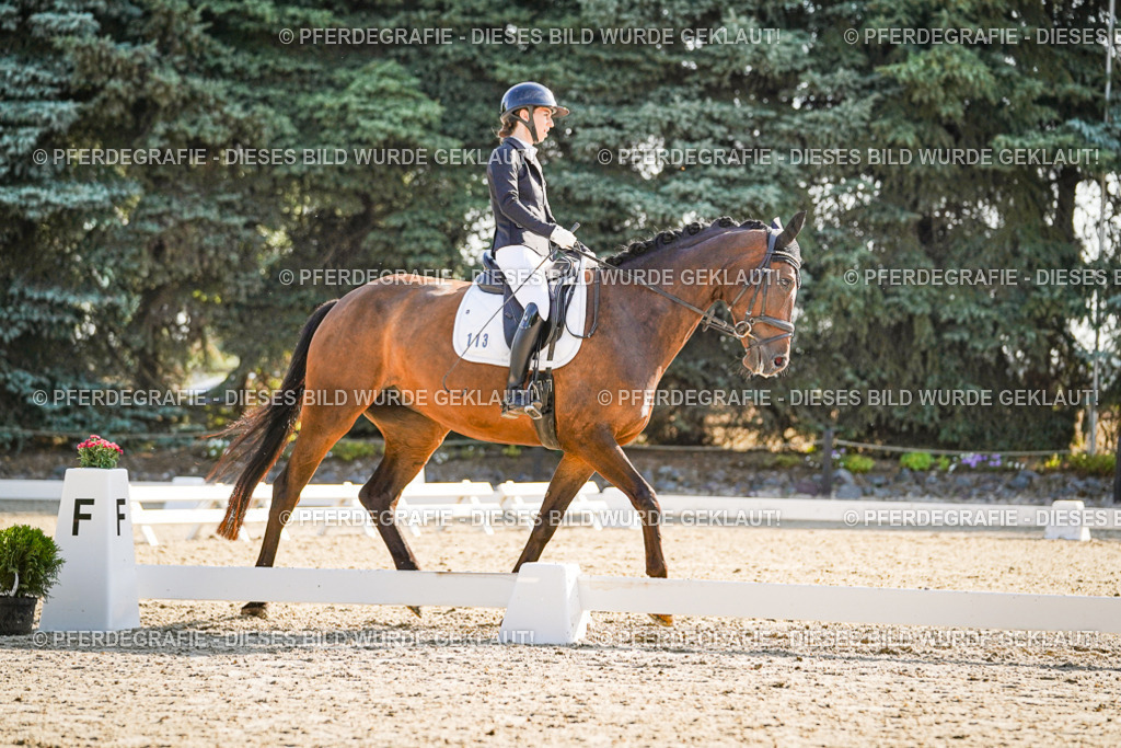 DSC09391 | Pferdegrafie