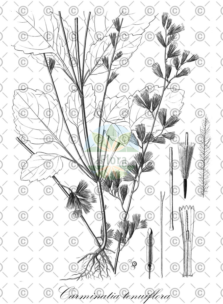 HistAbb_wfo-0000588141_1_ENZY_Simple | Historische Abbildung von Carminatia tenuiflora - Asteraceae | Historical Illustration of Carminatia tenuiflora - Asteraceae