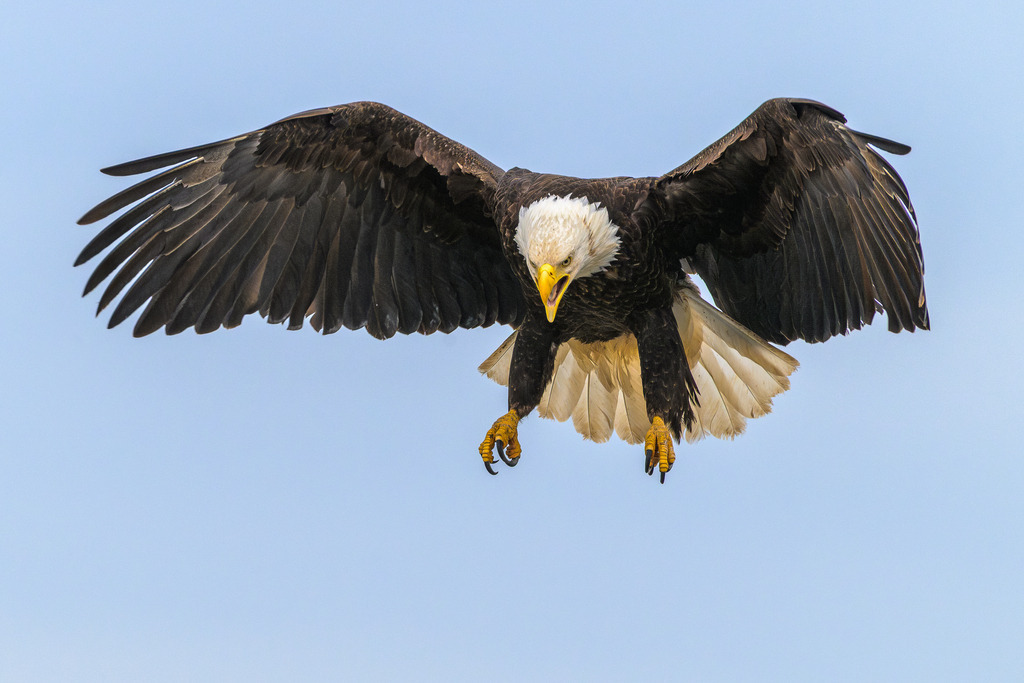 2025-284 | Weißkopfseeadler an der Pazifikküste in Alaska bei Anchor Point, Kenai Peninsula. - Realisiert mit Pictrs.com