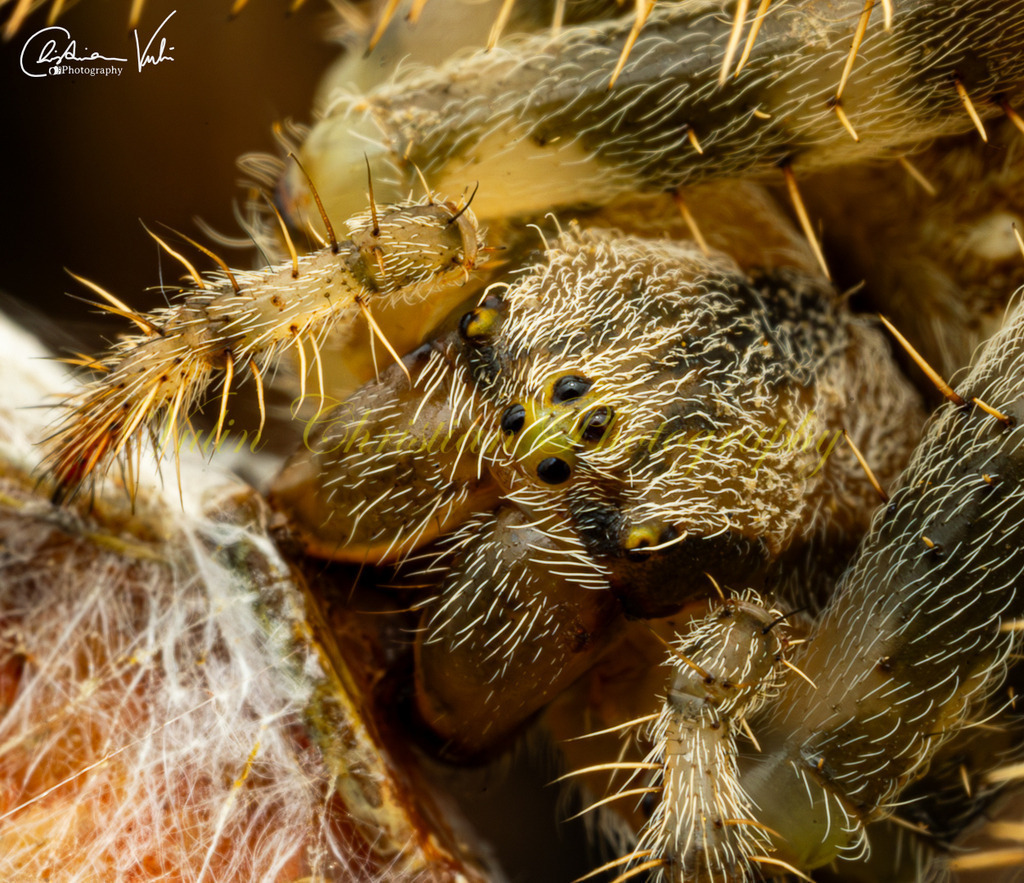 ULMA 57 | Christian Vulin  - Realisiert mit Pictrs.com