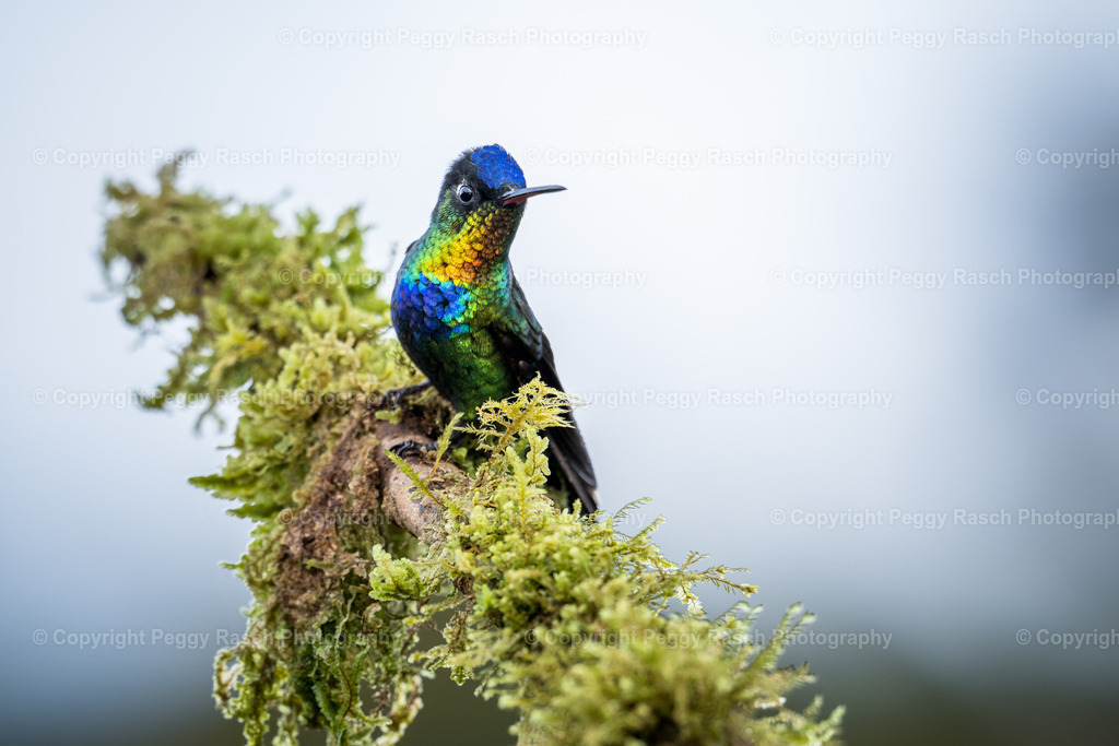 Kolibris (3 von 32) (14) | PeggyRaschPhotography - Realisiert mit Pictrs.com