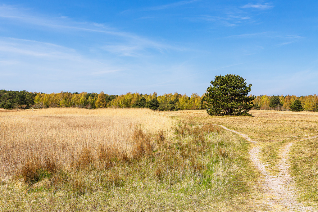 Landschaft  auf dem Gellen auf der Insel Hiddensee | Landschaft  auf dem Gellen auf der Insel Hiddensee.