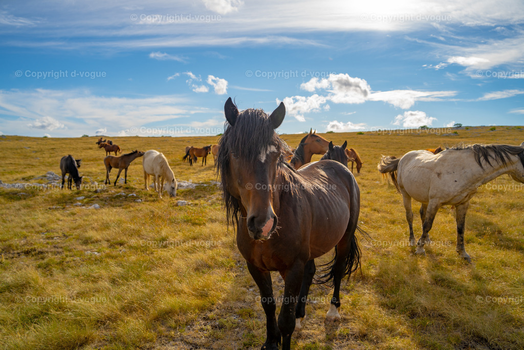 DSC01612 | d-vogue - Realisiert mit Pictrs.com