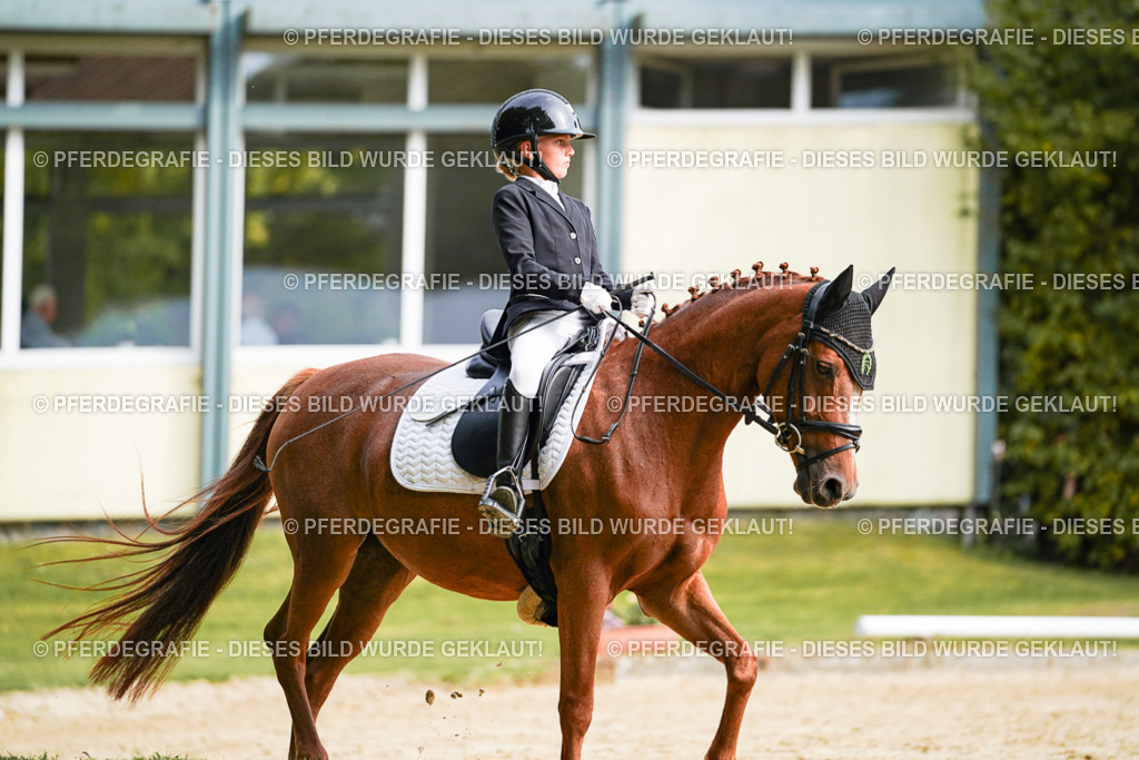 DSC04922 | Pferdegrafie