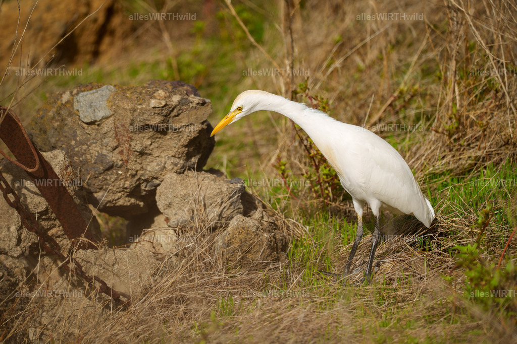 allesWIRTHgut Tierfotografie - allesWIRTHgut.de - 7IV07811 | Entdecke die faszinierende Welt der Natur- und Wildlife-Fotografie von Daniel und Bärbel. Inspirierende Bilder von wilden Tieren und kleinen Naturwundern.