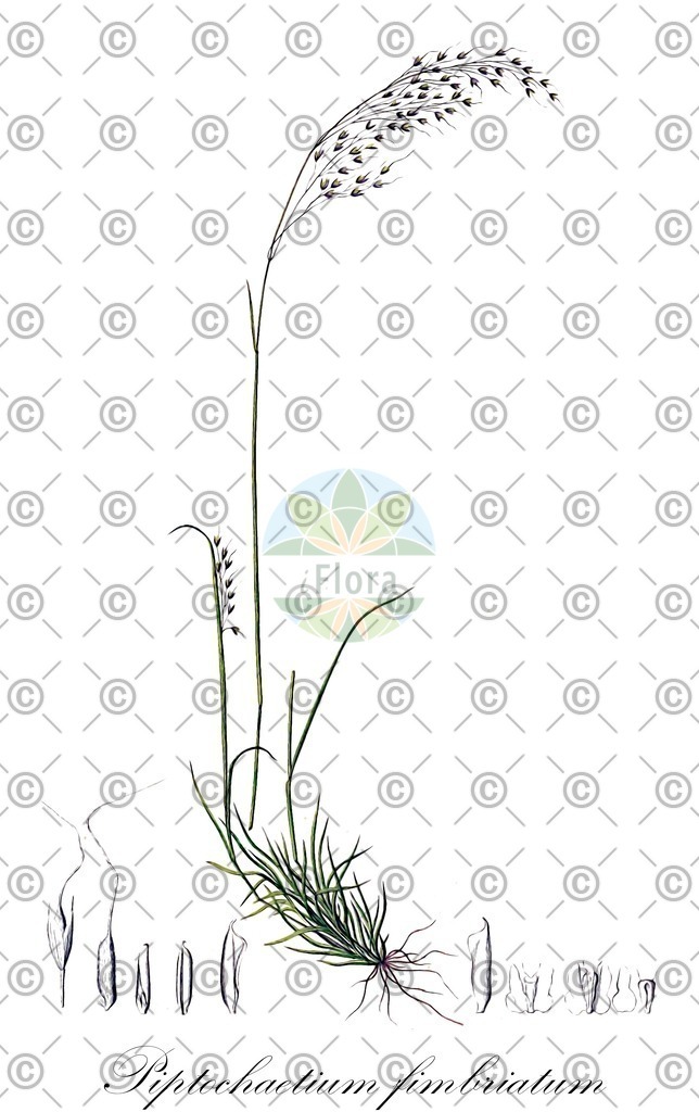 HistAbb_wfo-0000037449_1_ENZY_Simple | Historische Abbildung von Piptochaetium fimbriatum - Poaceae | Historical Illustration of Piptochaetium fimbriatum - Poaceae