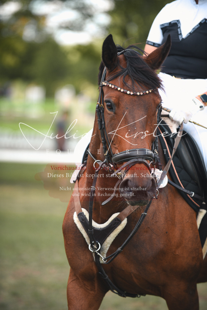 DSC_6712 | Pferde- und Turnierfotografie in Westsachsen. Pferdeportraits, Auftragszeichnungen und intuitive Kunst.