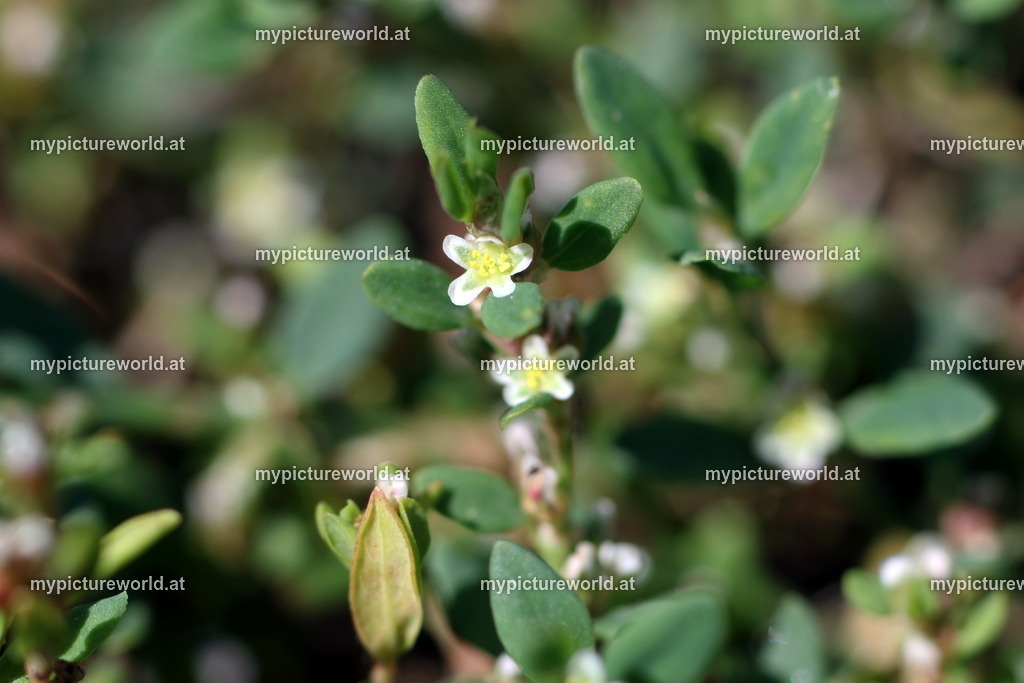 Vogelknöterich-003 | Das Bilderarchiv über Tiere, Planzen und Landschaften. In der Bilddatenbank finden Sie ein große Auswahl an hochwertigen Bilder für Ihre Werbung - Realisiert mit Pictrs.com