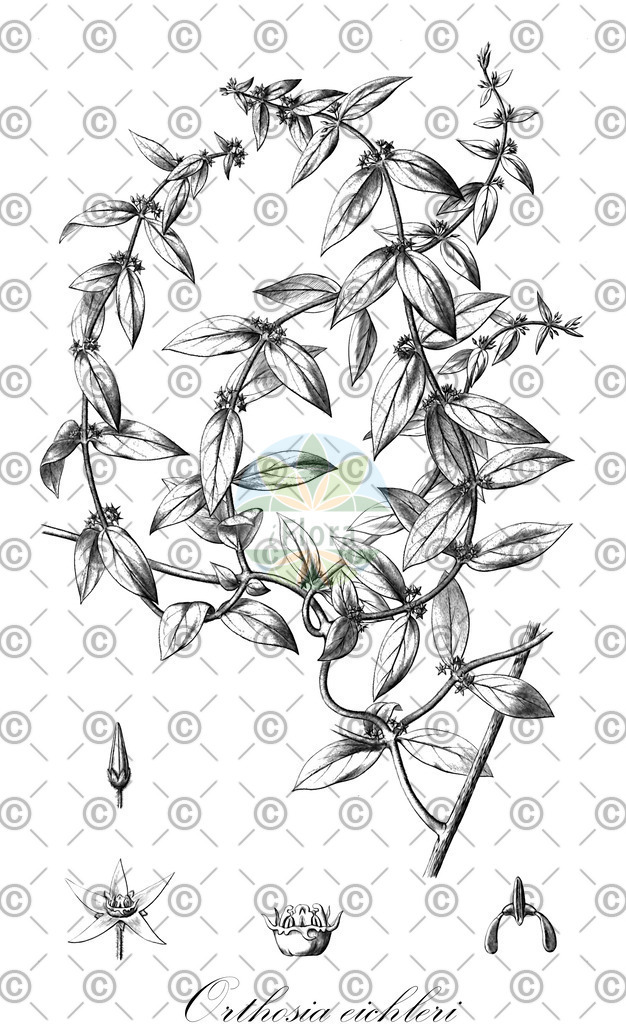 HistAbb_wfo-0001189047_1_ENZY_Simple | Historische Abbildung von Orthosia eichleri - Apocynaceae | Historical Illustration of Orthosia eichleri - Apocynaceae