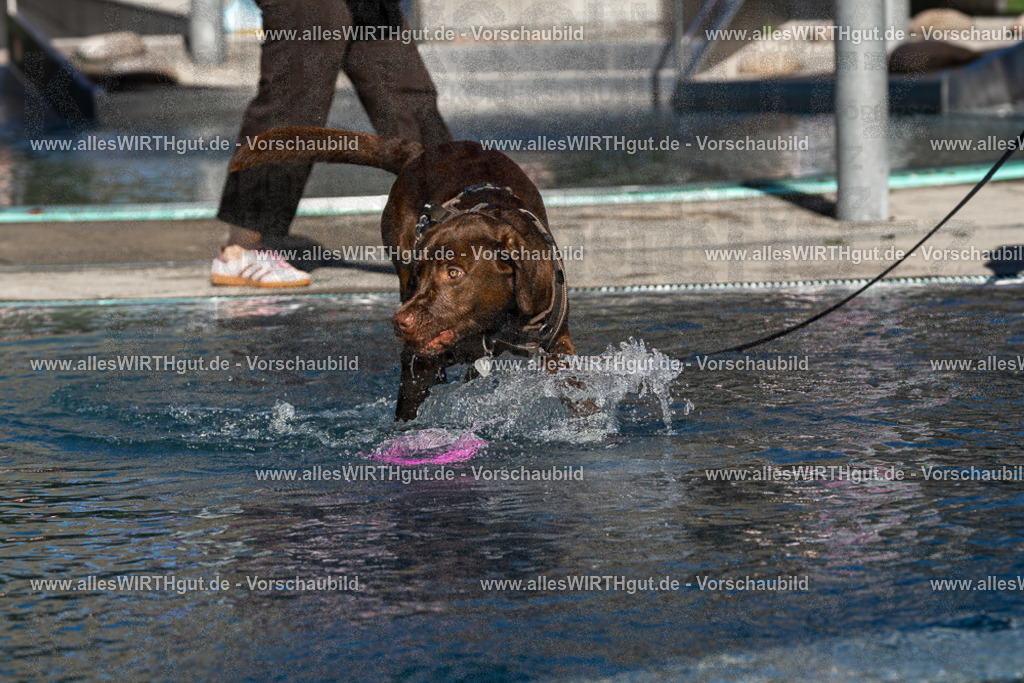 Hundeschwimmen_Volksbad_2026-allesWIRTHgut_Tierfotografie-2609061054-FAY06018 | Professionelle Tierfotografie in Mönchengladbach von Daniel Wirth (allesWIRTHgut). Liebevolle & natürliche Bilder von Hunden & Katzen für unvergessliche Erinnerungen.