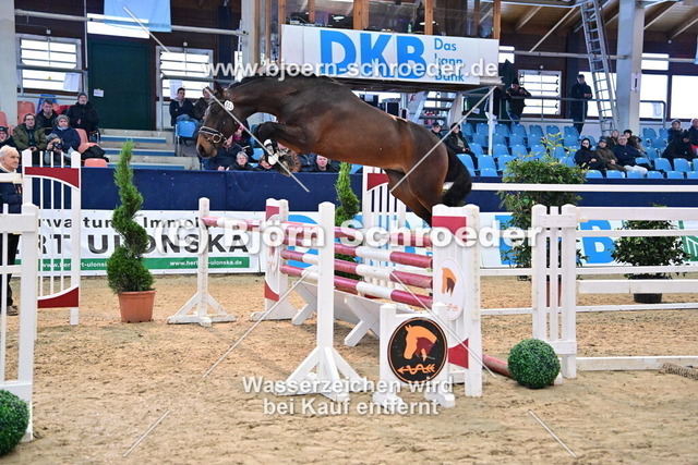 43_Nabab de Reve - Verdi_967_3896 | Björn Schroeder Pferdefotografie