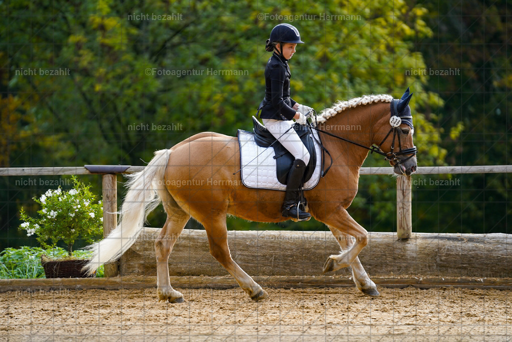 20221008-FAH00784 | Diessen am Ammersee, 2022, Dressur- und Springturnier, Reitsportbilder, Turnierfotografen Bayern, Pferdefotografen, Fotoagentur Herrmann, Turnierbilder