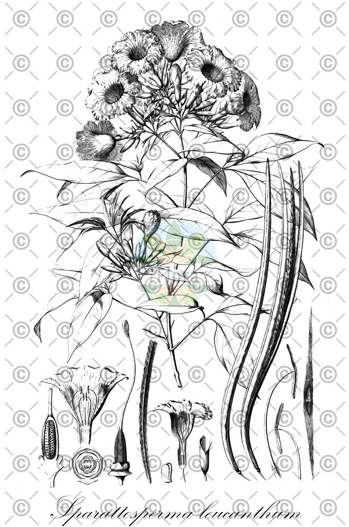 HistAbb_EMP_68192_1_SIMPLE | Historische Abbildung von Sparattosperma leucanthum - Bignoniaceae | Historical Illustration of Sparattosperma leucanthum - Bignoniaceae