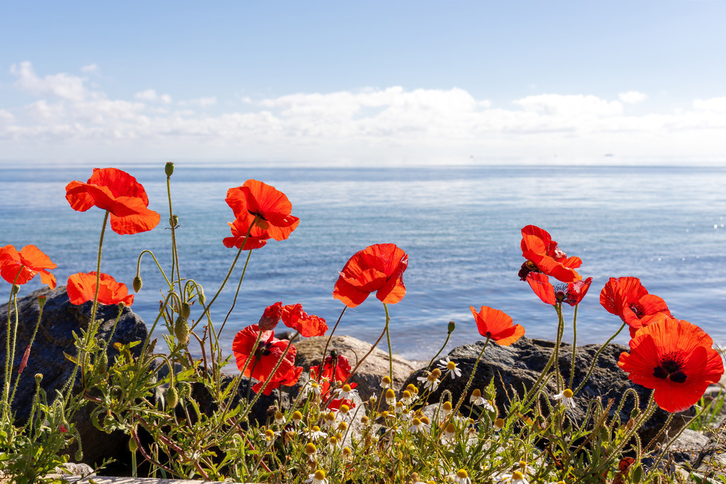 Wandbild: Mohnblumen an der Steilküste in Schönhagen | Dieses faszinierende Wandbild im Querformat zeigt leuchtend rote Mohnblumen, die an der schönen Steilküste in Schönhagen erblühen. Die prachtvollen Blumen im Vordergrund kontrastieren wunderbar mit dem ruhigen, blauen Meer und dem leicht bewölkten Himmel im Hintergrund. Die kräftigen Farben der Mohnblumen und das sanfte Blau des Meeres schaffen eine harmonische und beruhigende Atmosphäre.Das Kunstwerk ist in verschiedenen Formaten erhältlich, darunter Alu, Leinwand, Acrylglas, FineArt-Papier und als Akustikbild, sodass es perfekt in jeden Raum passt. - Realisiert mit Pictrs.com