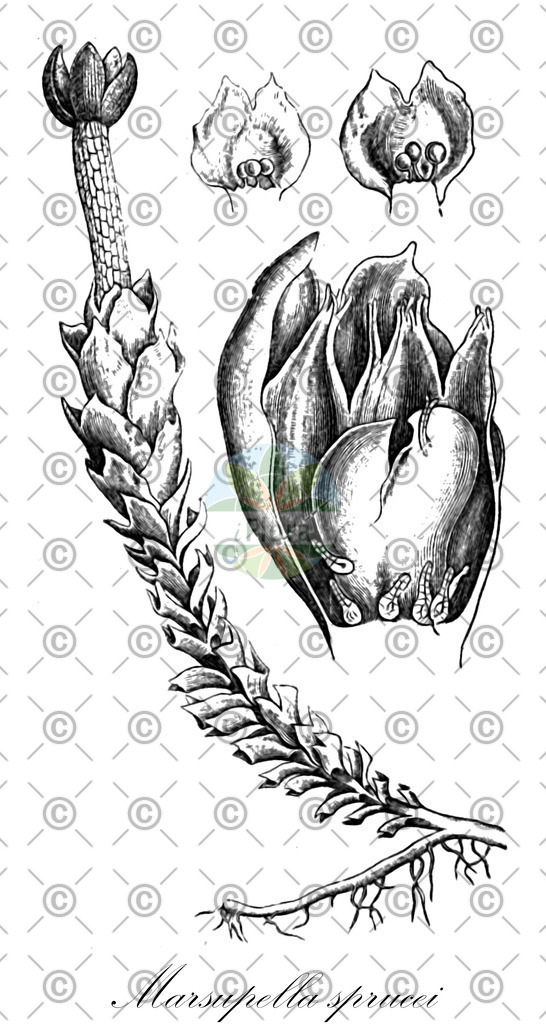 HistAbb_wfo-0000372365_1_ENZY_Simple | Historische Abbildung von Marsupella sprucei - Gymnomitriaceae | Historical Illustration of Marsupella sprucei - Gymnomitriaceae