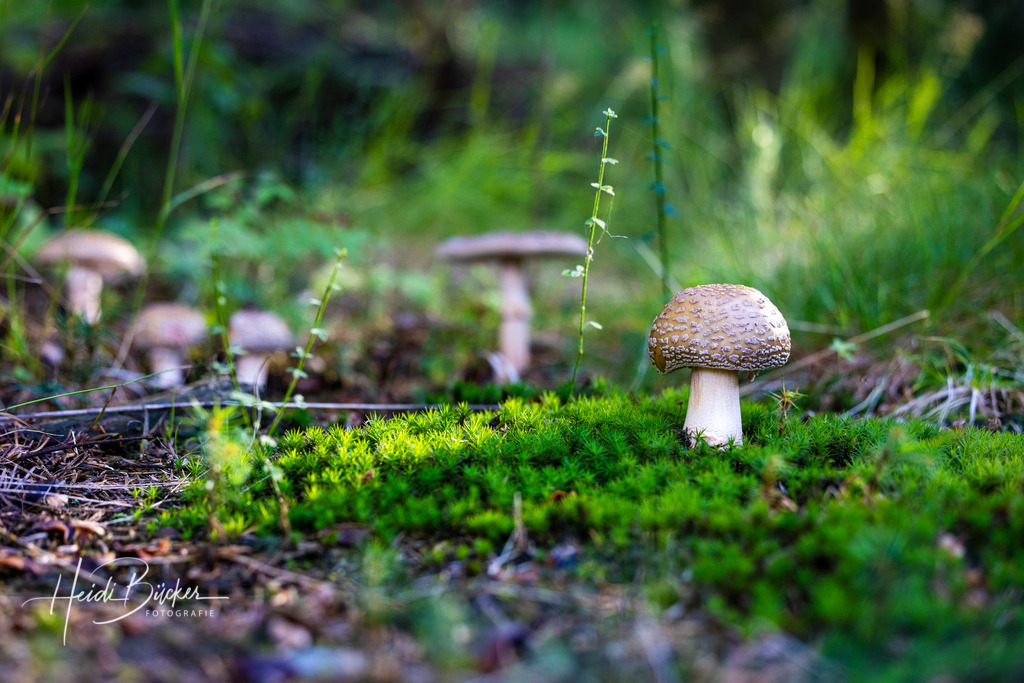 Pilze im Moos | Pilze im Moos - Realisiert mit Pictrs.com