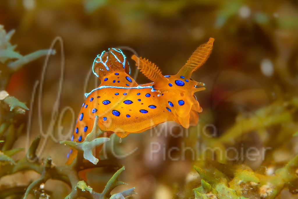 Polycera elegans | nudibranch / Nacktschnecke / nudibranquio - Realisiert mit Pictrs.com