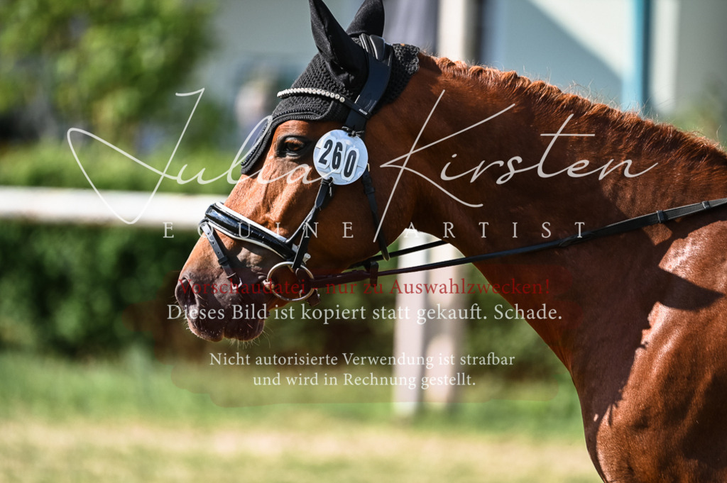 DSC_7772 | Pferde- und Turnierfotografie in Westsachsen. Pferdeportraits, Auftragszeichnungen und intuitive Kunst.