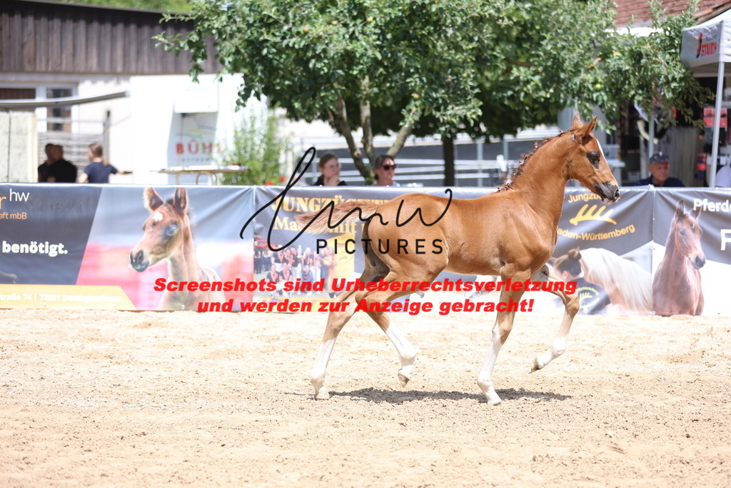 Fohlenschau_Schwäbisch_Hall_springbetonte_Fohlen_KN 22_5 | lmwpictures - Realisiert mit Pictrs.com