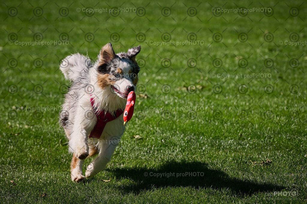 178_202509_4Hundebadetag_NZ9_2706 | proPHOTO - Realisiert mit Pictrs.com