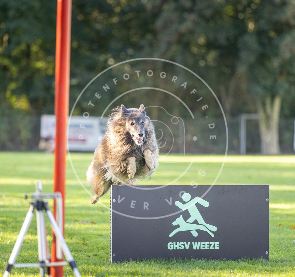 Pfotenfotografie.de_DV3A3640 | Hundefotografie, Tierfotograf, Pfotenfotografie, Fotoshooting Hund, Hunde Portrait, Hundesport, Hundeportraits, Heideshooting, Hunde, Sportfotograf, Hundefotograf, Turnierhundsport, THS, canicross - Realisiert mit Pictrs.com
