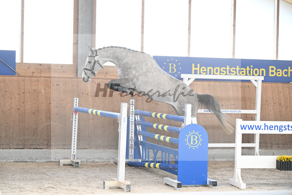 Kat-Nr. 35 Quibertus by HaB Z v. Quiwi Capitol_Tilp_14261879 | hf-fotografie - Realizzato con Pictrs.com