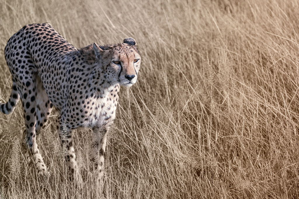 Gepard im goldenen Gras | Kenia | Premium-Wandbild von justsomewhere.com: Ein eleganter Gepard schreitet aufmerksam durch das hohe, trockene Steppengras in der Savanne Kenias. - Realisiert mit Pictrs.com
