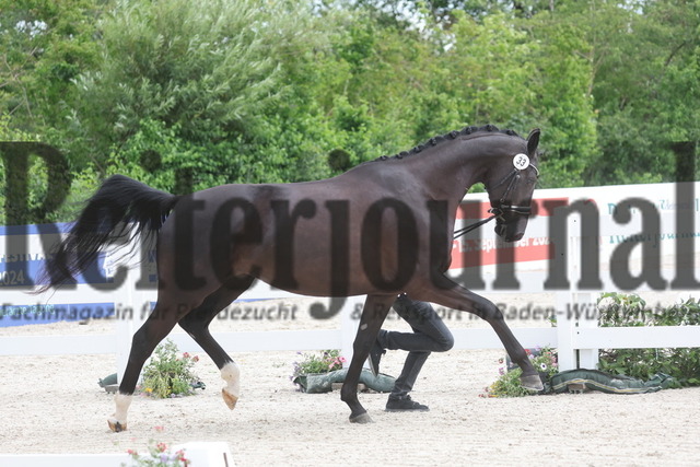 Verbandsstutenschau_Weilheim_2024_KN_33_Demokratie (4) | Alle Fotos der Reiterjournal Fotografin Doris Matthaes im Reiterjournal Online-Fotoshop. - Realisiert mit Pictrs.com