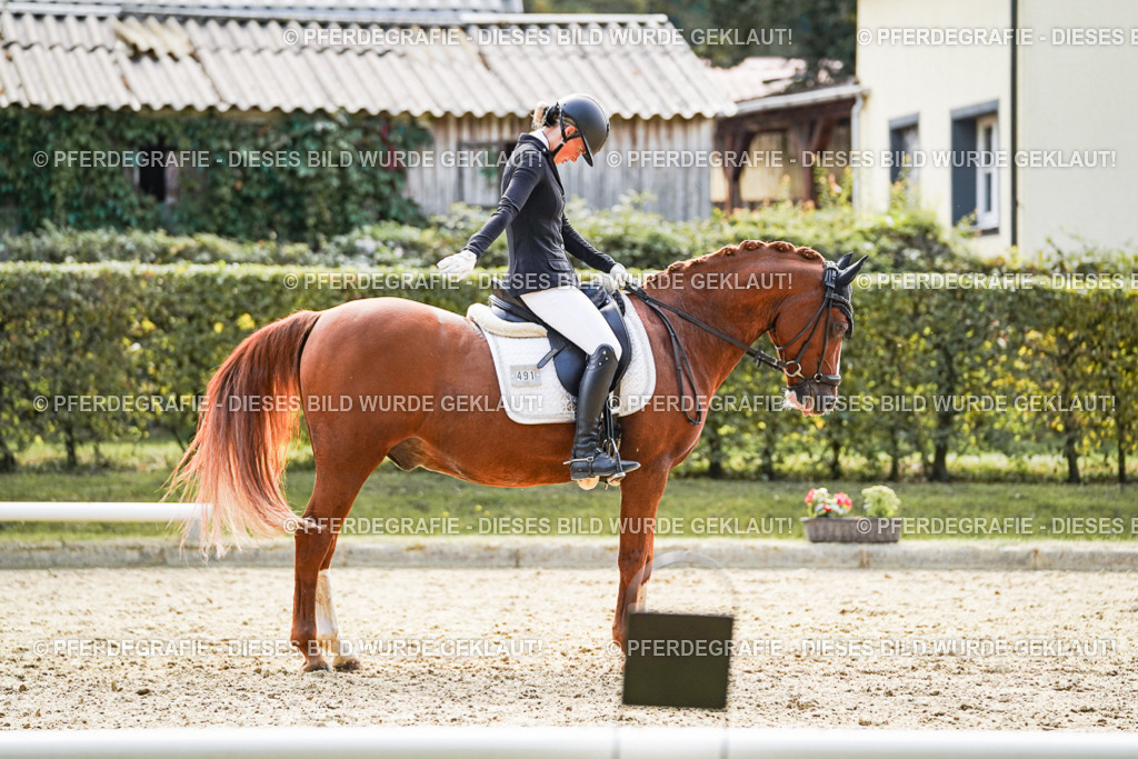 DSC08952 | Pferdegrafie