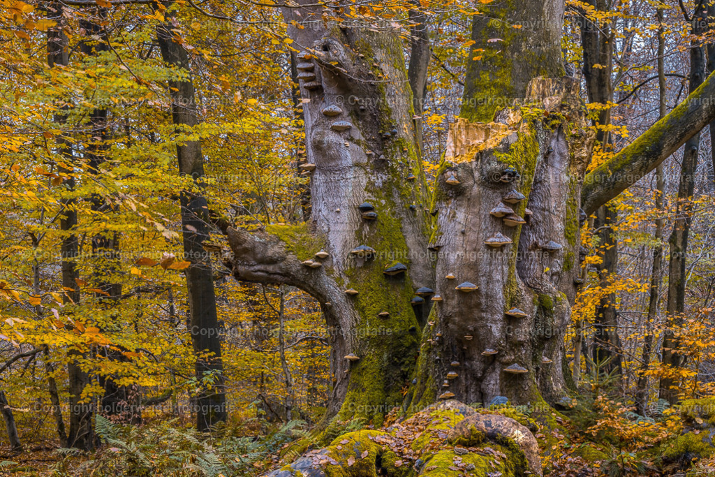 20241112130409D75_8045 | Kaufen sie online außergewöhnliche Fotografien auf Leinwand Acrylglas Fotoprint Aludibond von holgerweigeltfotografie - Realisiert mit Pictrs.com