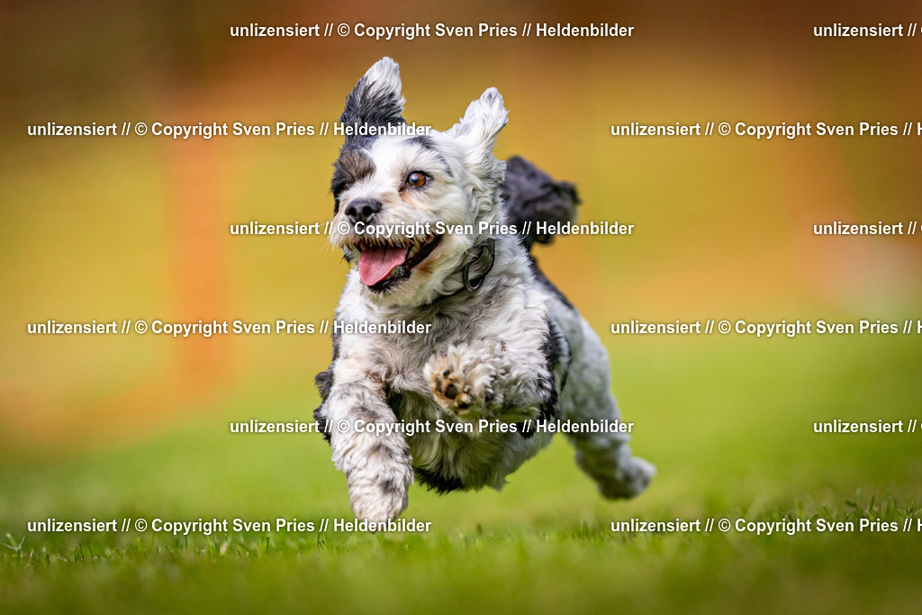 Sven Pries | 2024-09-22 - Hunderennen Baden-BadenPudelverein - Realisiert mit Pictrs.com