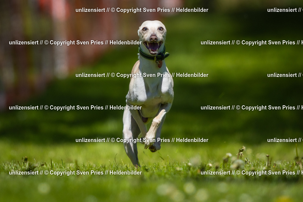 Hunderennen_April_2026_274 | 2026-04-26 - Hunderennen Baden-Oos April 2026 - Realisiert mit Pictrs.com